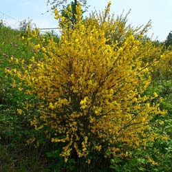 Genêt à balais / Cytisus scoparius